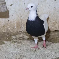 طوق سیاه ماده|پرنده|اهواز, شهرک نفت|دیوار