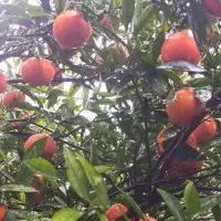 یافا ابدار|حراج|محمدشهر, محمدشهر|دیوار