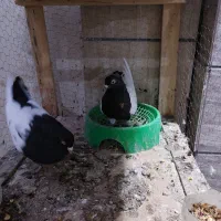 نروماده سینه سیا