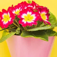 گل آرا دیزاینر فلوریست