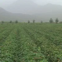 نهال توت فرنگی سابرینا