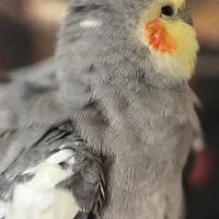 ۲عددعروس هلندی نر دستی وسخنگو ومرغ مینادستی وسخنگو