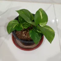 گل،پتوس،