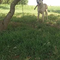 واگزاری سرابی نر