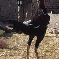 مرغ خروس لاری