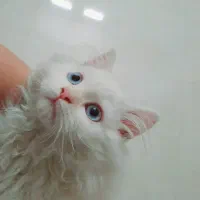 گربه پرشین اصل نر،  تراکم مو عالی|گربه|اصفهان, برازنده|دیوار