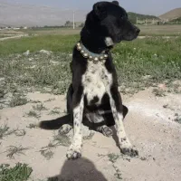 سگ گله ای