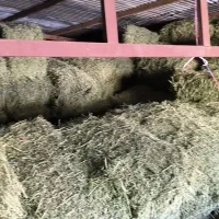 یونجه گندم جو باقالی|عمدهفروشی|بیرانوند, |دیوار