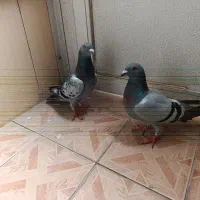دو تا ماده کوهی با سوز دوتاش مسافتی