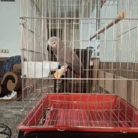 کاسکو سخنگو اعجوبه