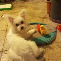 پامر روباهی ماده|سگ|محمدشهر, محمدشهر|دیوار