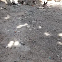 ماده مرغ با 6جوجه|حیوانات مزرعه|ایرانشهر, |دیوار