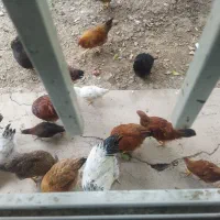 فروش مرغ وخروس