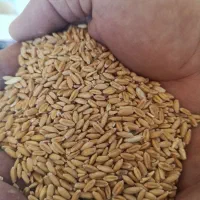 بذر گندم دیمه اذردو