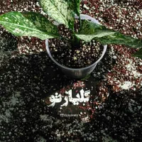 خاک گلیار - بهترین خاک گلدان|گل و گیاه طبیعی|اصفهان, نمایشگاه بین المللی اصفهان|دیوار
