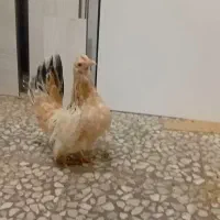 مرغ ریز جسته ۶ماه از نژاد جاپنیز