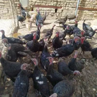 بوقلمون محلی|حیوانات مزرعه|قیدار, |دیوار