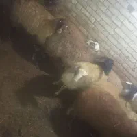 13راس گوسفند|حیوانات مزرعه|دهگلان, |دیوار