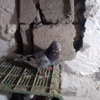 سورول نر ماده سالم