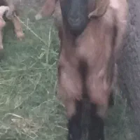 نری پاکستانی بزرگ