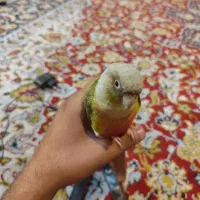 طوطی گرینچیک رام|پرنده|چهاردانگه (تهران), |دیوار