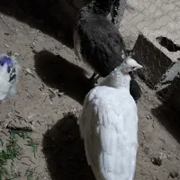 جوجه طاووس|پرنده|مشهد, کوثر|دیوار