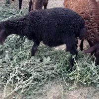 بره|حیوانات مزرعه|زنجان, |دیوار