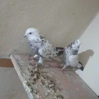 باسلام خدمت عشق بازا حیونانیازی به تعریف ندارن|پرنده|محمدشهر, سیدآباد|دیوار