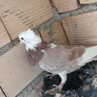 کبوتر پرشی|پرنده|بدره, |دیوار