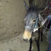 اسب نریان و قاطر نریان|اسب و تجهیزات اسبسواری|سنندج, |دیوار