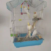 عروس هلندی|پرنده|رشت, فلسطین|دیوار