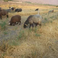 قوچ|حیوانات مزرعه|نورآباد ممسنی, |دیوار