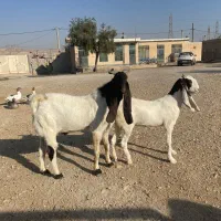 بز و پازن پاکستانی|حیوانات مزرعه|کازرون, |دیوار