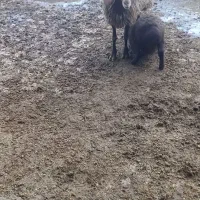 ۳راس میش جوان بره دار گوسفند ه شیشک