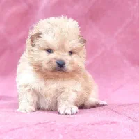 سگ پامرانین اصالت خرسی پشمالو