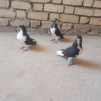 حراج کفتر