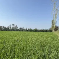 ۲۶۰۰ متر زمین کشاورزی در بابلکنار|فروش دفتر صنعتی، کشاورزی، تجاری|بابل, |دیوار