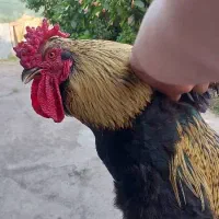 خروس محلی و جوجه