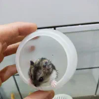 همستر کمپل|موش و خرگوش|ساوه, |دیوار