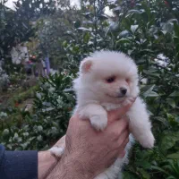 پامرانیان نر