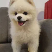 پامرانین نر وارداتی  جفتگیری