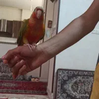 طوطی گرینچیک 4ماه