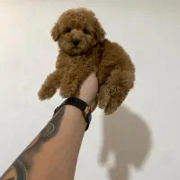 توی پودل های اصیل و خاص|سگ|گرگان, |دیوار