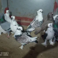 10 عدد کبوتر بلژیکی اصل طاووسی|پرنده|گنبد کاووس, |دیوار