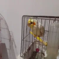 عروس هلندی|پرنده|کیاشهر, |دیوار