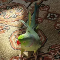 ملنگو سالم فروشی باقفس