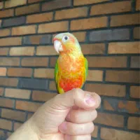 گرینچیک آناناسی اکستریم رد