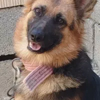 ماده سگ ژرمن