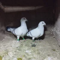 کفتر شامی وسبز|پرنده|زاوه, |دیوار