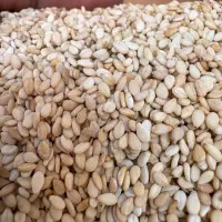 کنجد طلایی تمیز